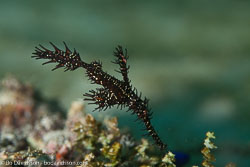 BD-110319-Puerto-Galera-4180-Solenostomus-paradoxus-(Pallas.-1770)-[Harlequin-ghost-pipefish.-Spökkantnål].jpg